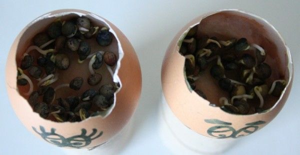 manualidades cascara de huevo cara (2)