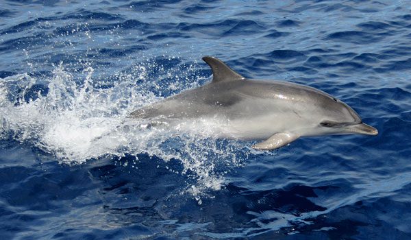 viajando-con-niños-delfines