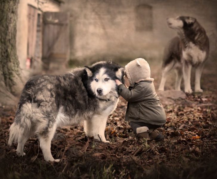 fotos de niños con perros lobos