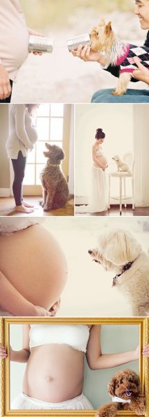 fotos inspiradoras para el embarazo con tu mascota